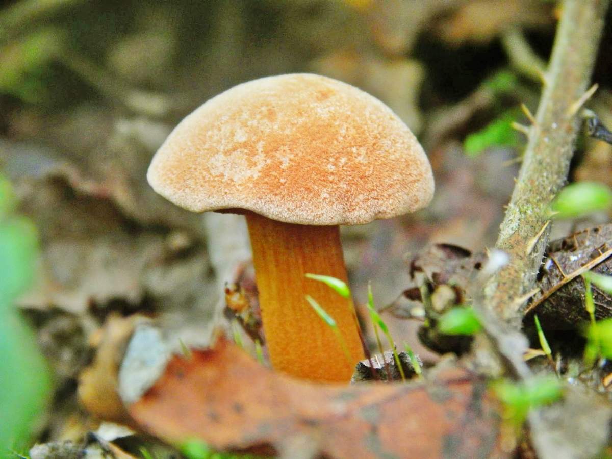 Перечный гриб chalciporus piperatus